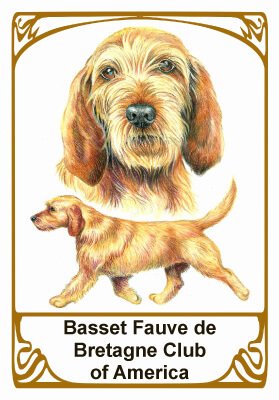 Basset Fauve de Bretagne illustration with club name.