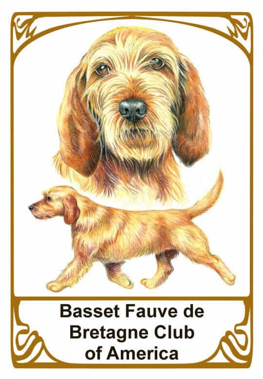 Basset Fauve de Bretagne illustration and club logo.