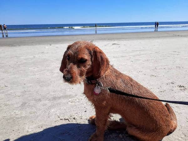 Dog on beach with ocean background.