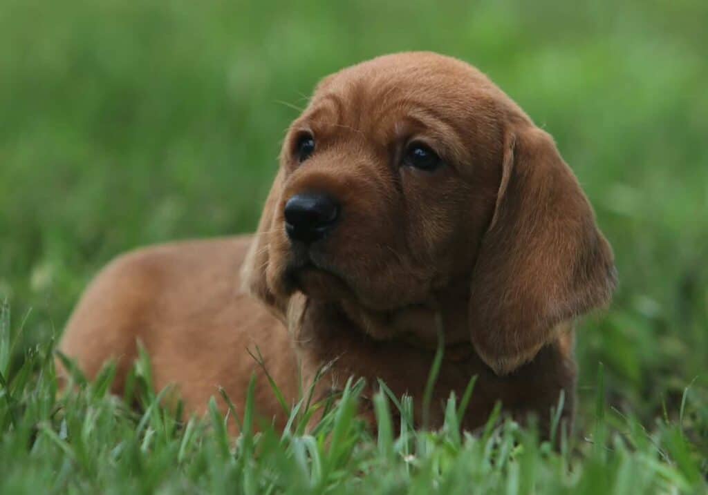Brown puppy lying on green grass