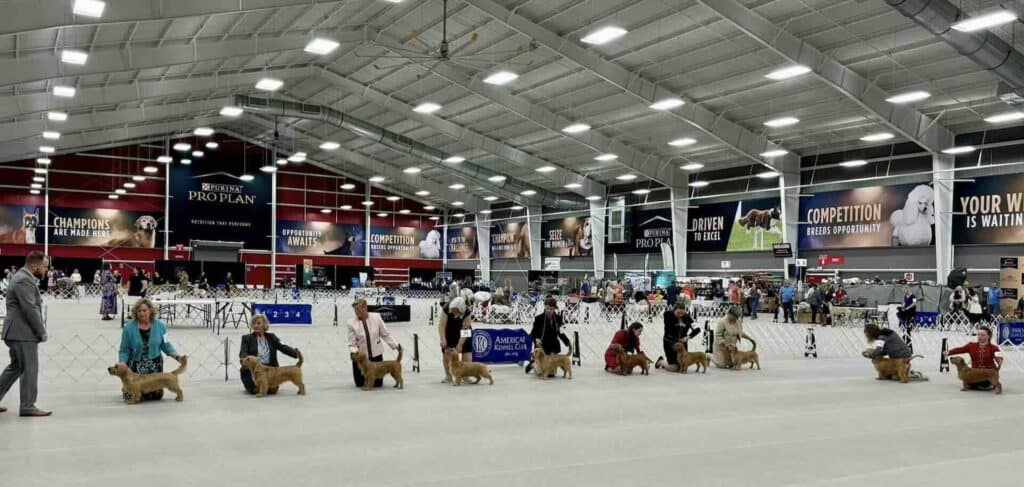 Indoor dog show competition with handlers and dogs.
