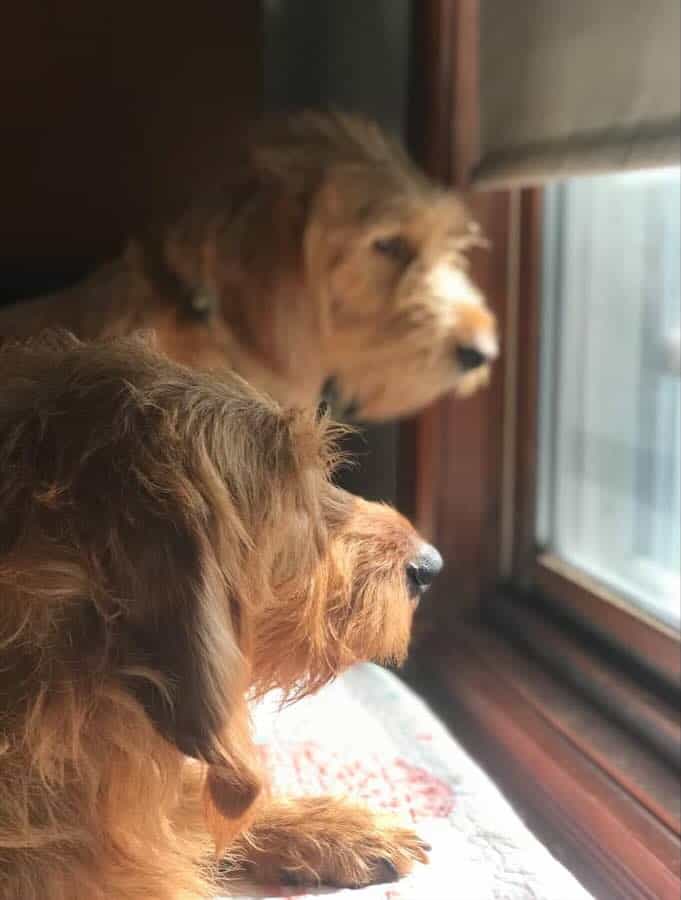 Two dogs gazing out of a sunny window.