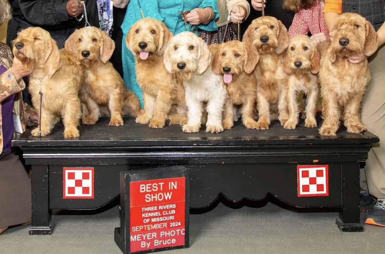 Group of dogs winning Best in Show award.