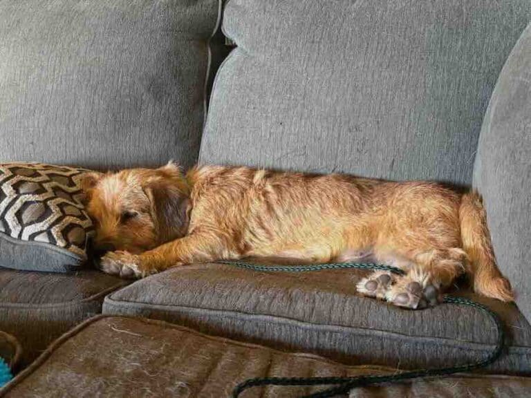 Dog sleeping on gray couch with pillow