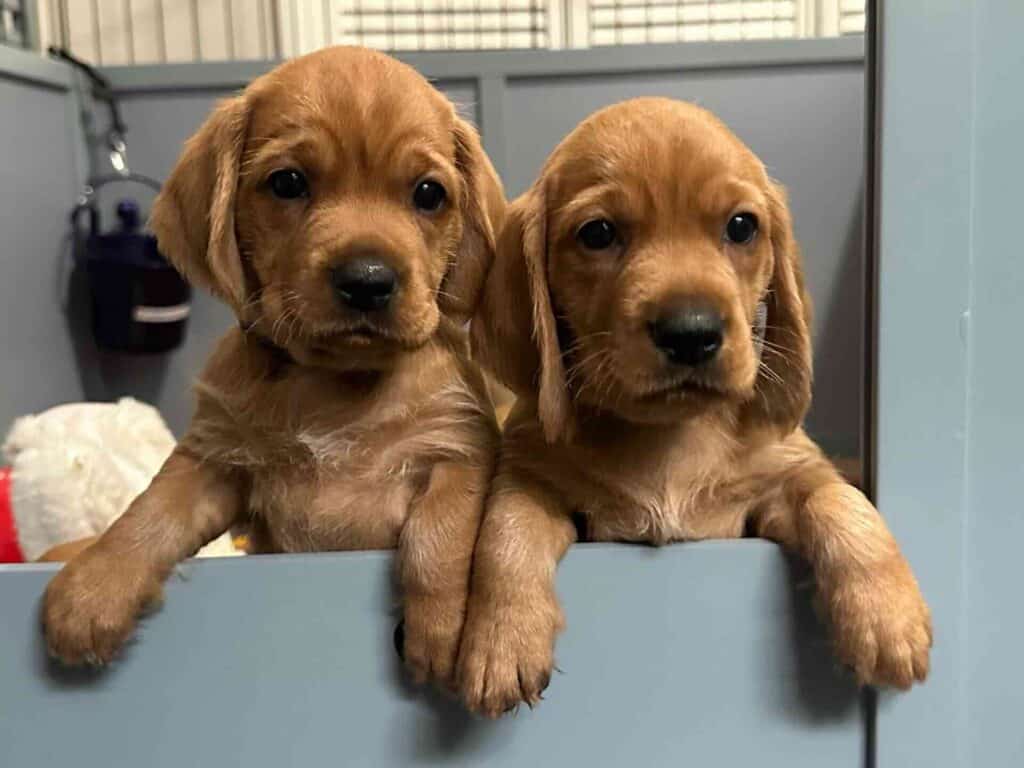 Two adorable puppies peeking over blue gate.
