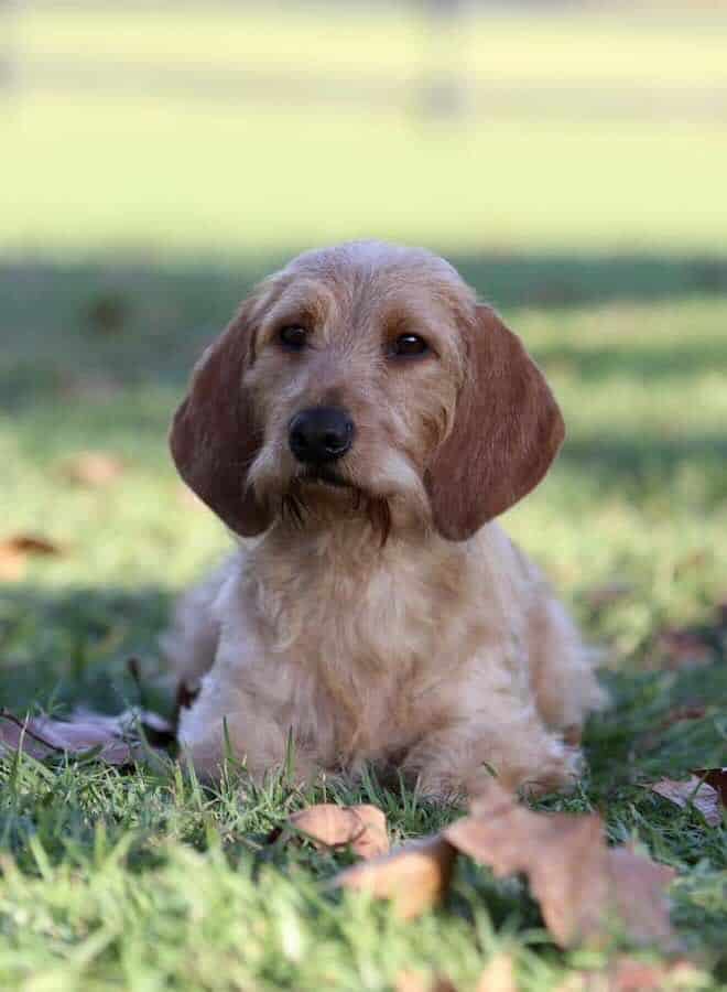 Fluffy dog resting on grass in sunlight.