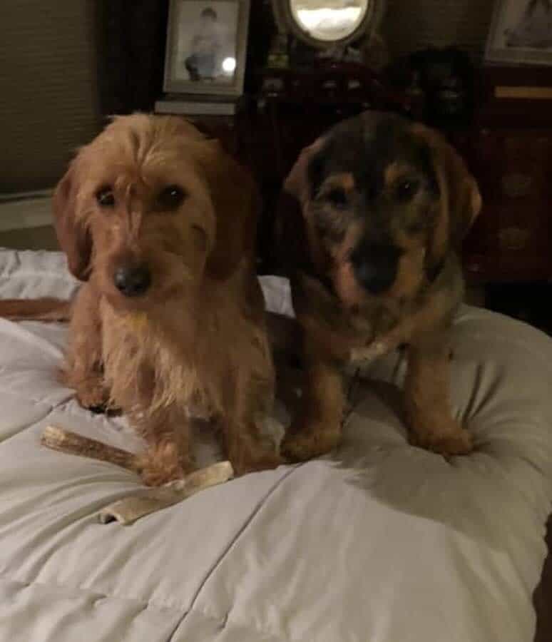 Two dogs sitting on a bed