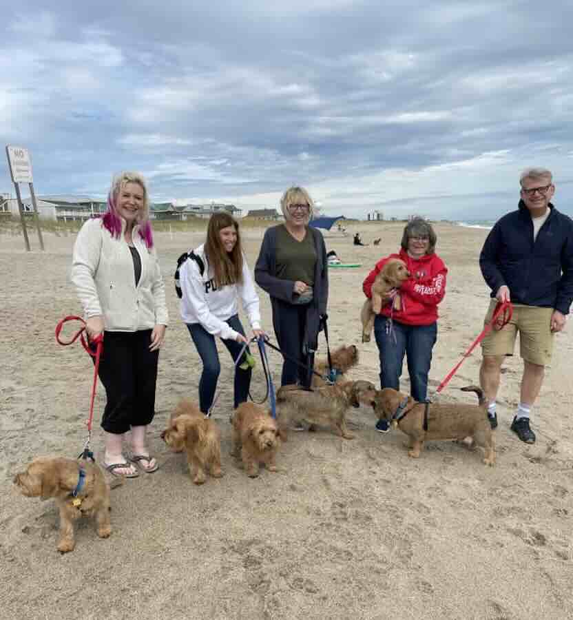 Group walking dogs on a sandy beach