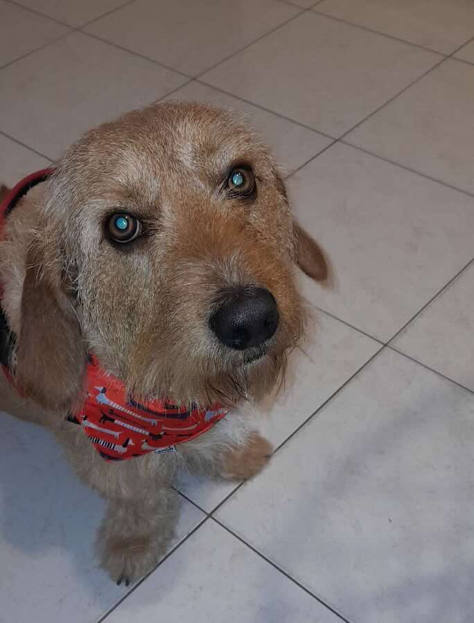 Dog in red bandana on tiled floor