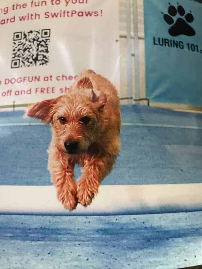 Dog jumping over hurdle at SwiftPaws event.