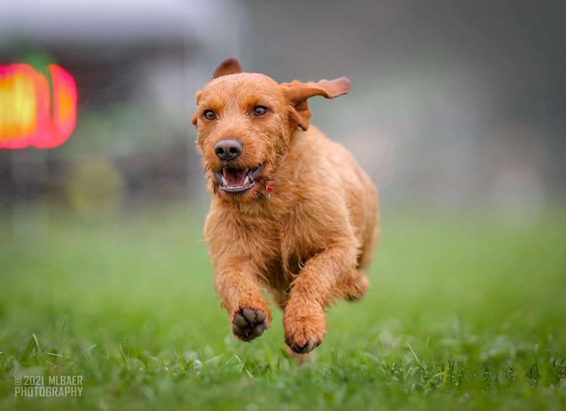 Happy brown dog running on grass