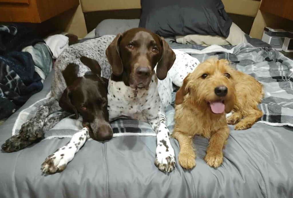 Three dogs resting on a bed