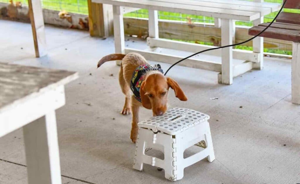 Dog sniffing a small white stool on patio.