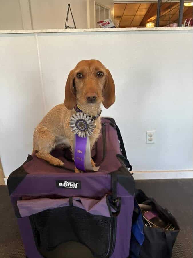 Dog with award ribbon on crate