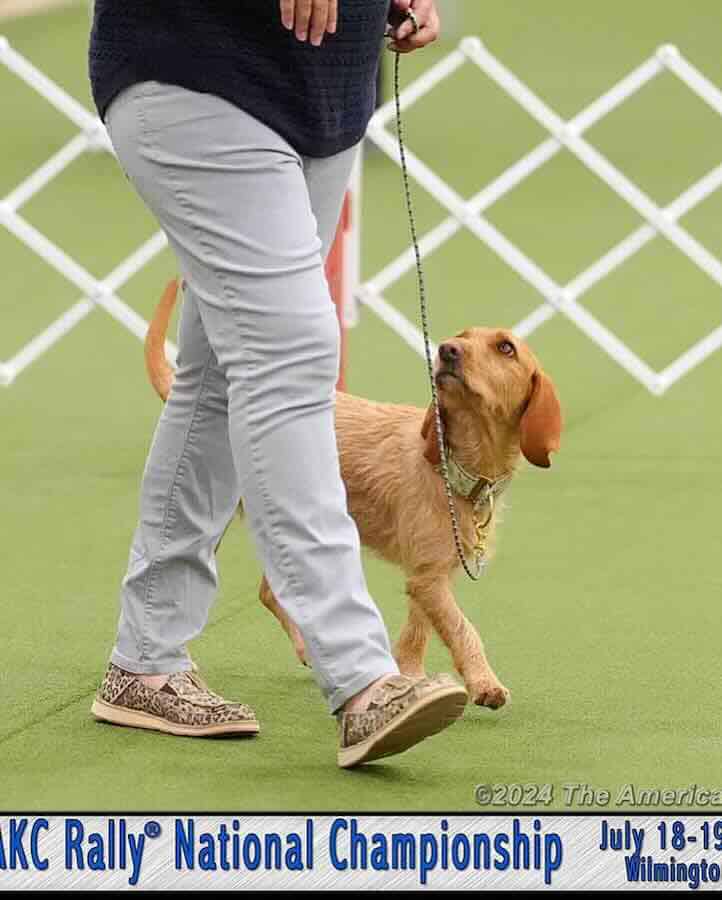 Dog and handler at AKC Rally Championship event