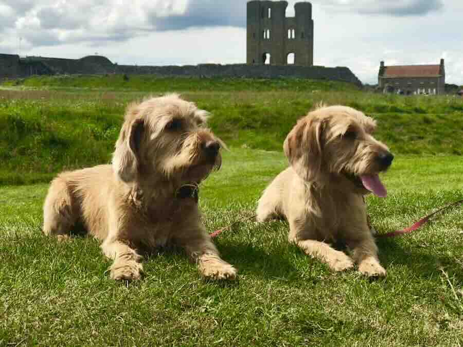 Two dogs resting on grass near a castle.