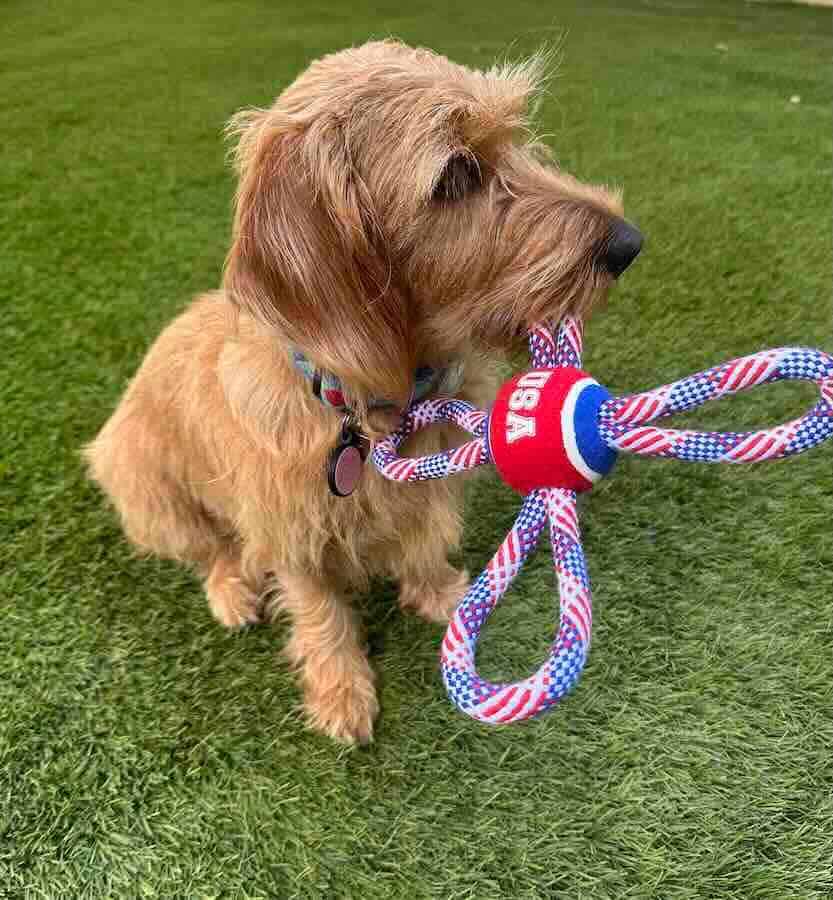 Dog holding USA-themed rope toy on grass