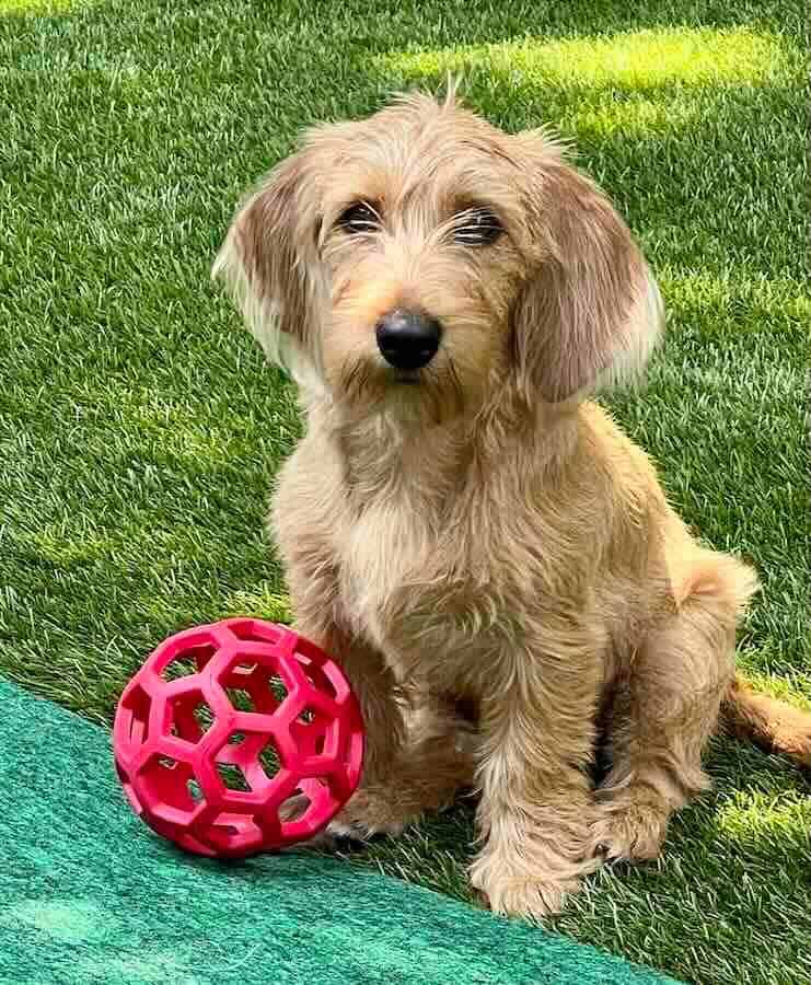 Furry dog sitting with a red ball on grass.