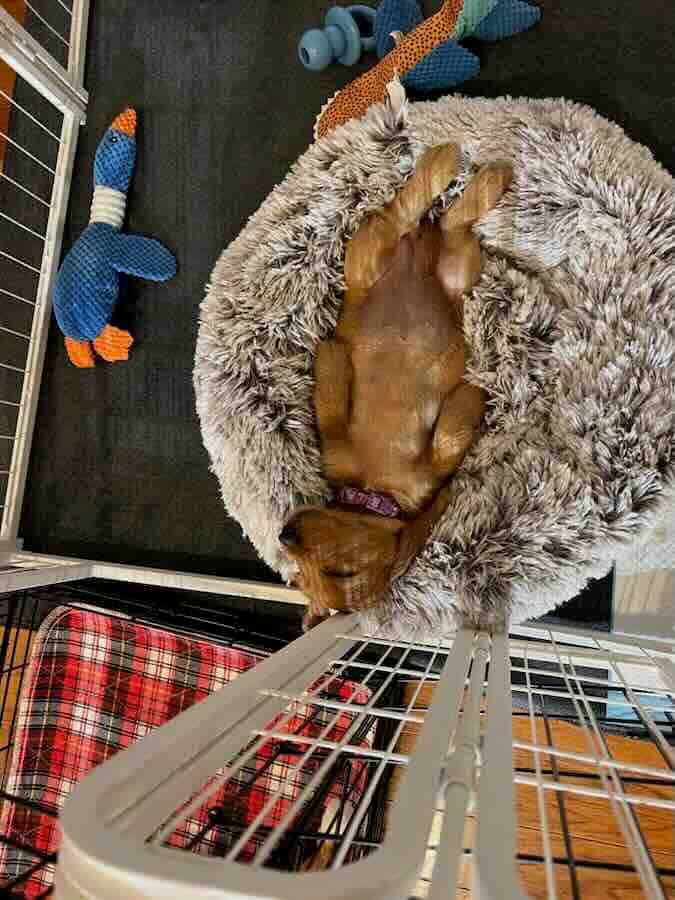 Dog sleeping upside down in fluffy bed