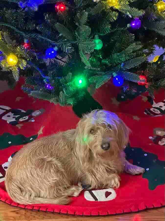 Dog under decorated Christmas tree with lights