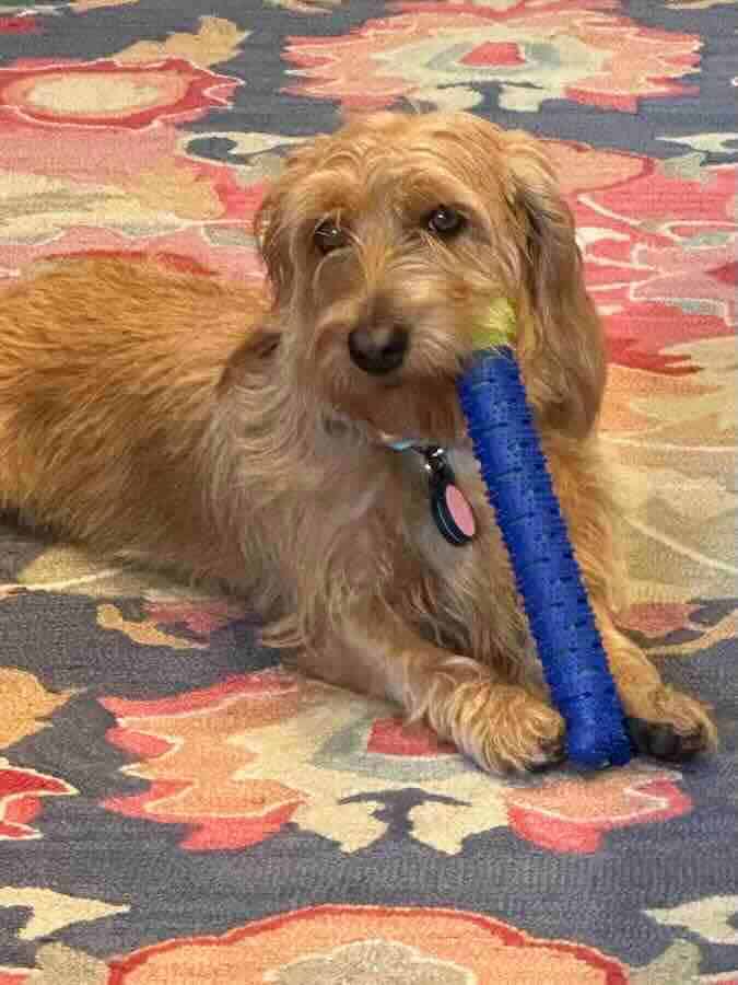 Dog with blue toy on colorful rug.