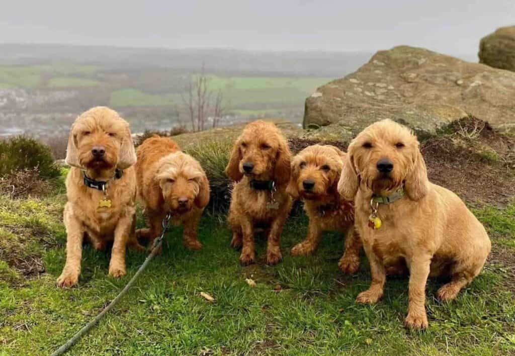 Five brown dogs sitting on grassy hilltop.