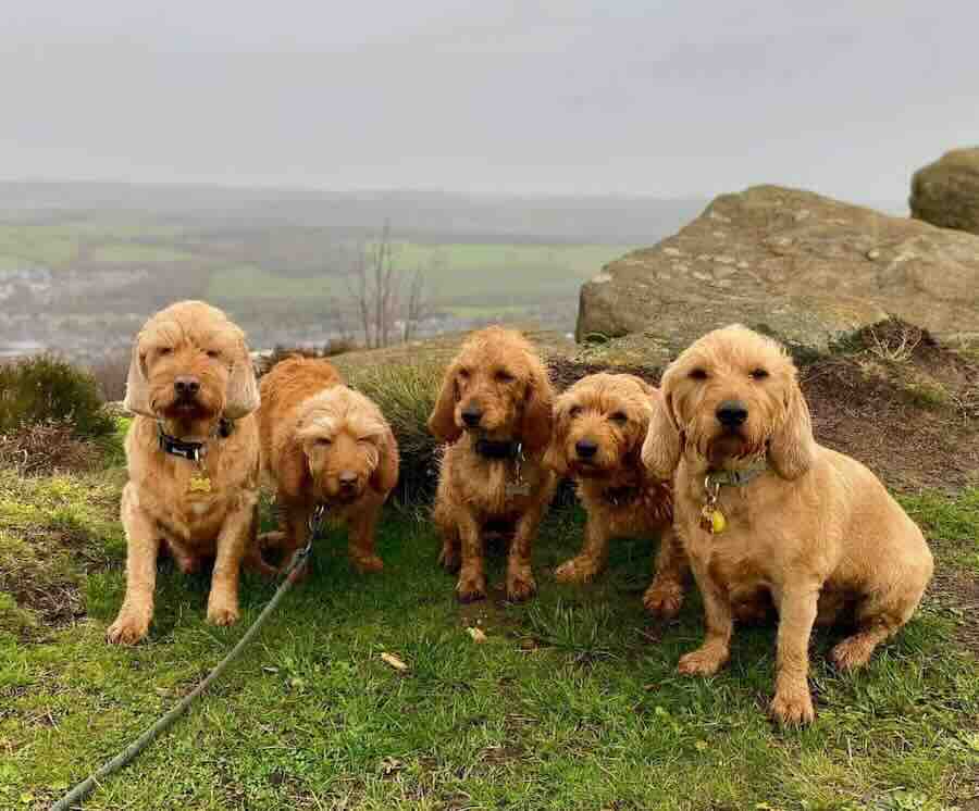 Five dogs sitting on a grassy hill