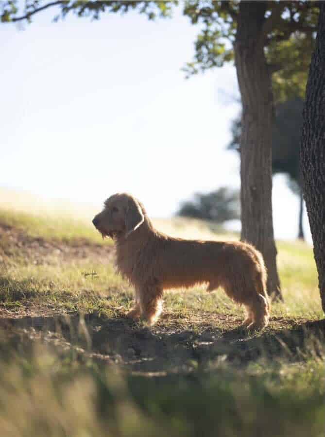 Golden dog standing in a sunlit park.