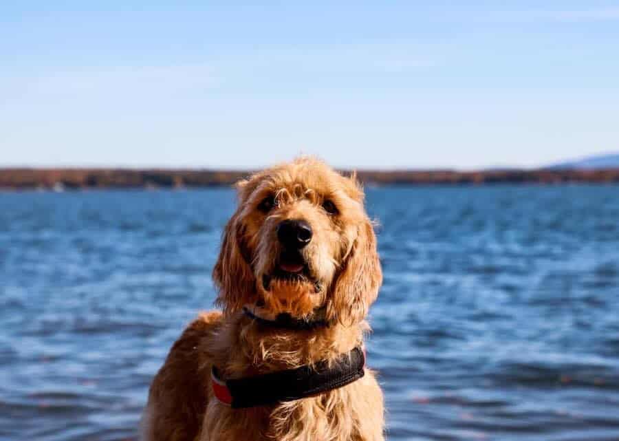 Goldendoodle by the lake on a sunny day.