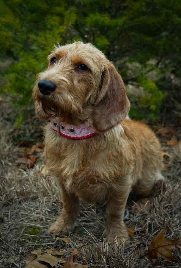 Brown dog with pink collar sitting outdoors.