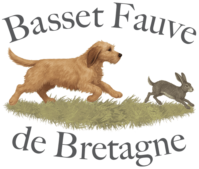 Basset Fauve de Bretagne chasing rabbit illustration.