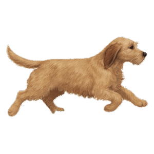 An illustrated Basset Fauve walking.