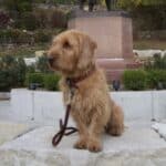 Wirehaired dog sitting outside in garden