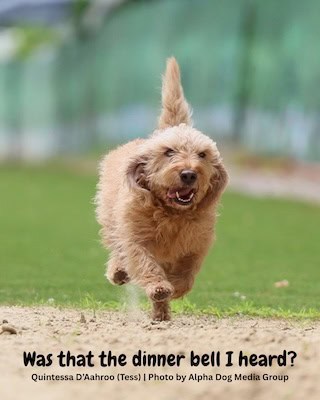 A happy Fauve running outdoors