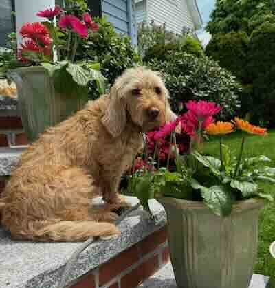 A Fauve sitting on steps with colorful flowers.