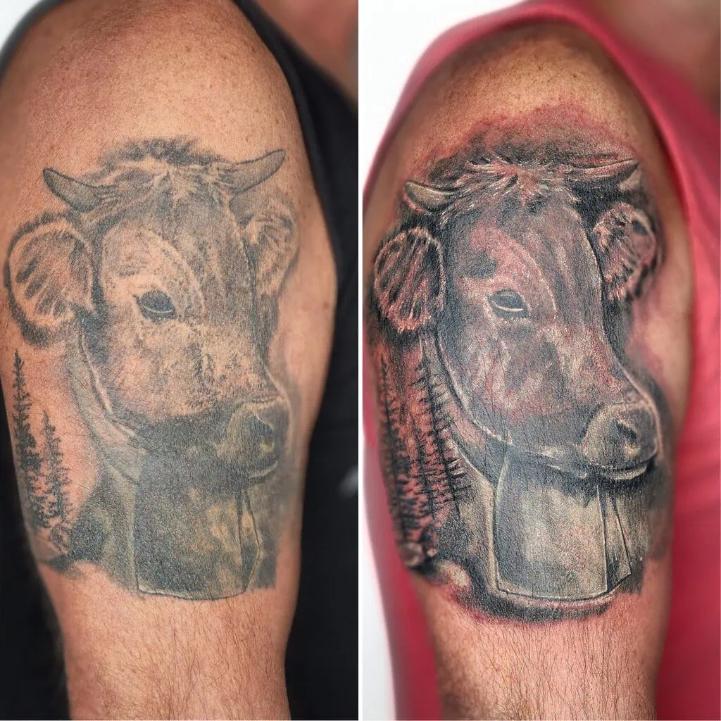 Vorher-Nachher Vergleich eines realistischen Kuh Tattoos – Farbintensität und Tiefe durch Touch-Up Tattoo verbessert.