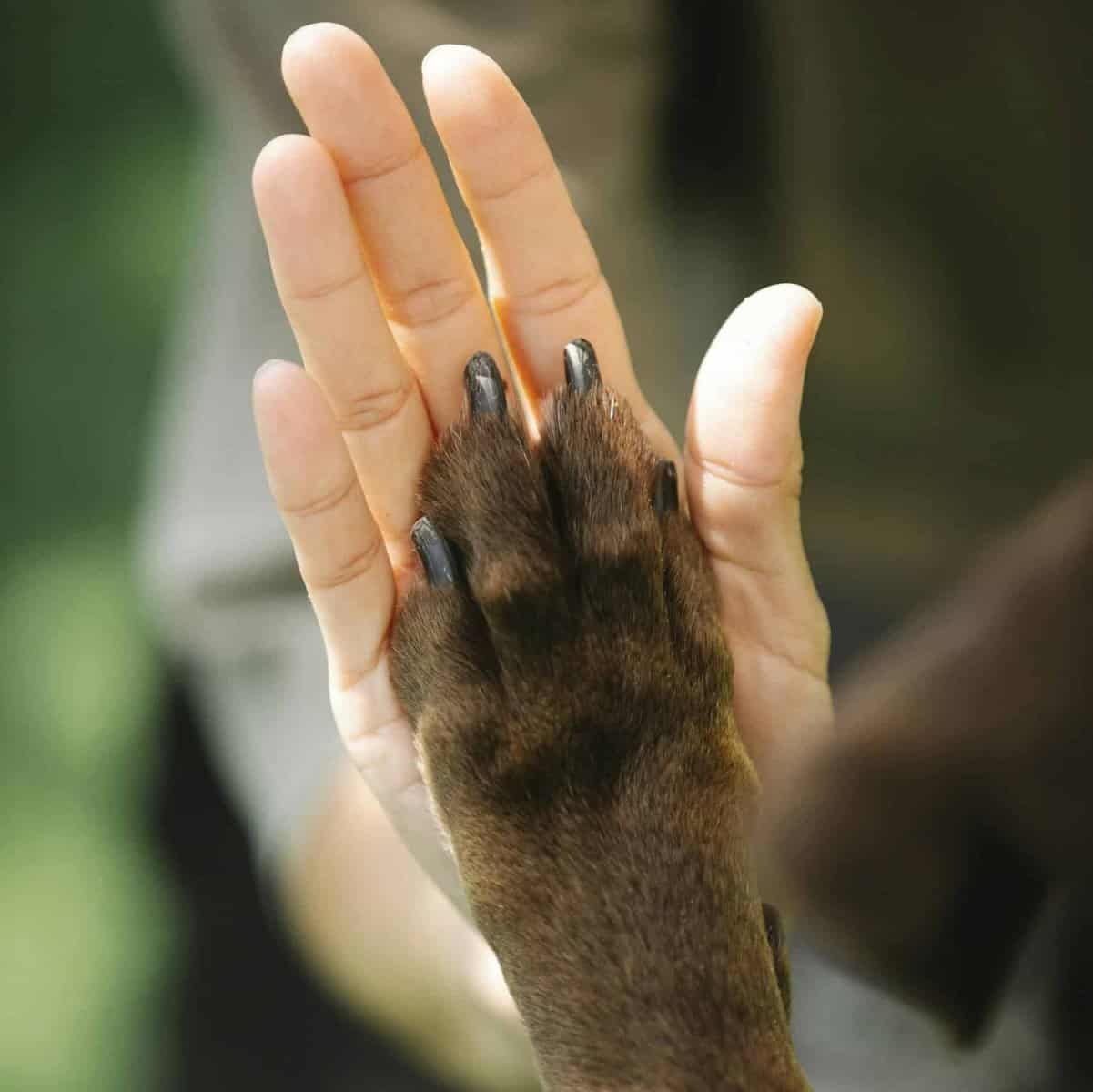 High angle of crop unrecognizable female owner giving high five to brown Labrador Retriever