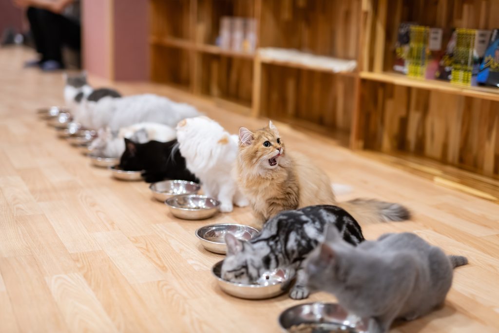 The Simple Guide on How to Start a Cat Café - Beginability
