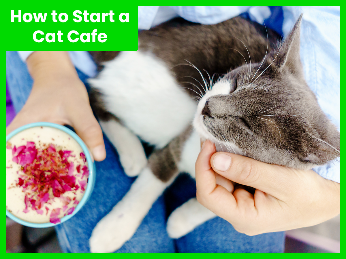 How to Start a Cat Cafe