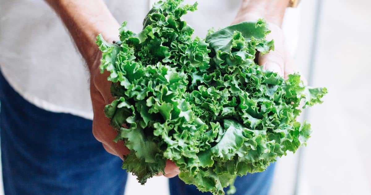 Man holding kale bunch