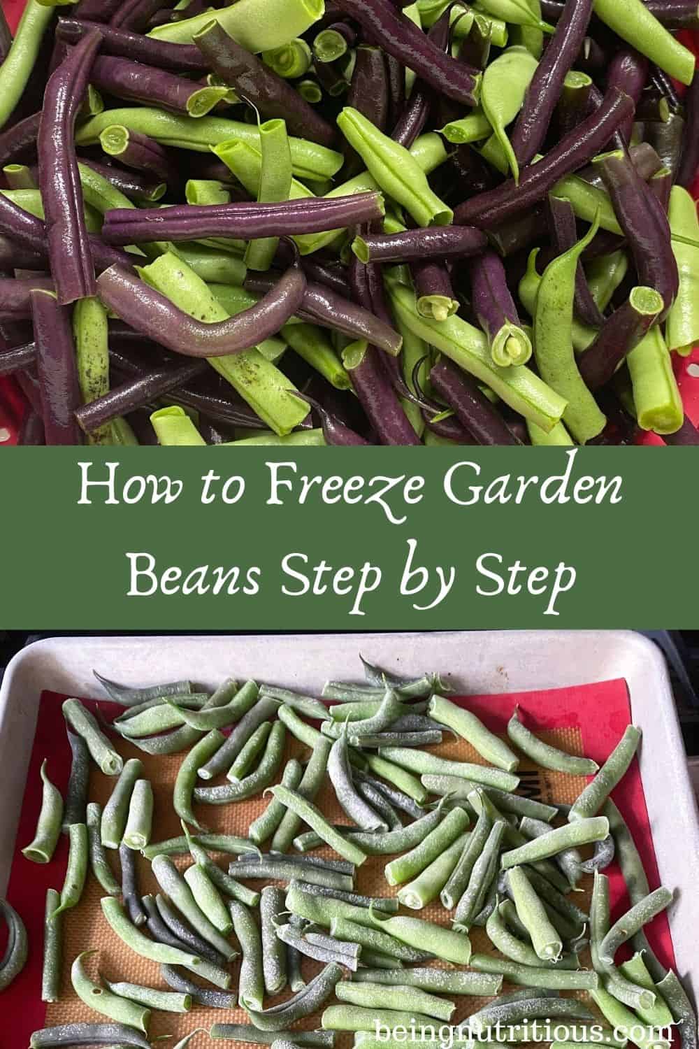 Split image: top is fresh beans, bottom is frozen beans on cookie sheet. Text overlay in green rectangle: How to Freeze Garden Beans Step by Step.