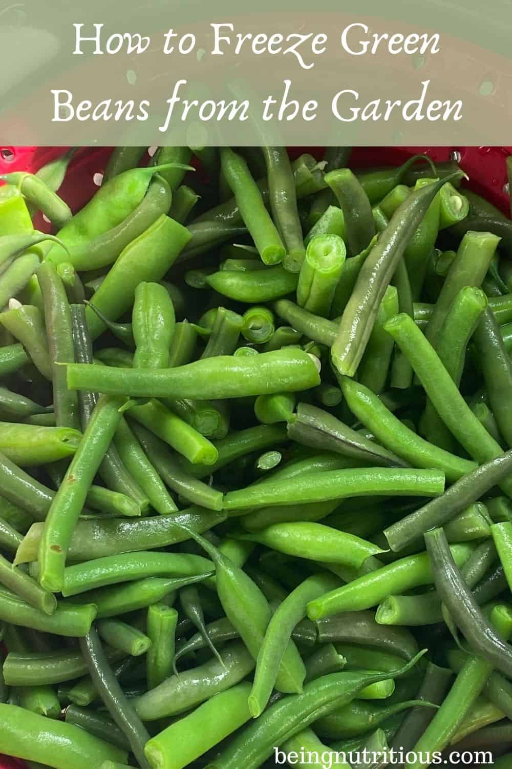 Blanched and shocked beans in a colander. Text overlay in a translucent green rectangle: How to Freeze Green Beans from the Garden.
