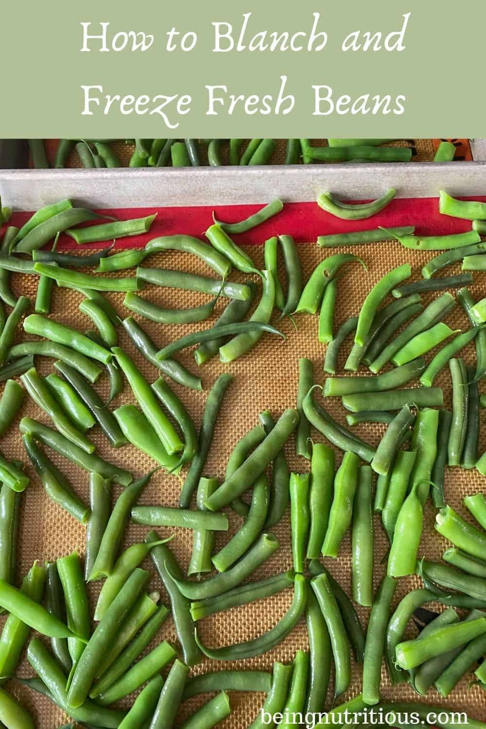 Blanched beans on a cookie sheet, ready to freeze. Text overlay in a green rectangle: How to Blanch and Freeze Fresh Beans.