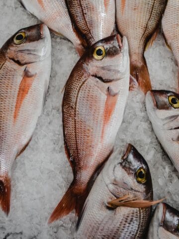 caught fish lying on a bed of ice