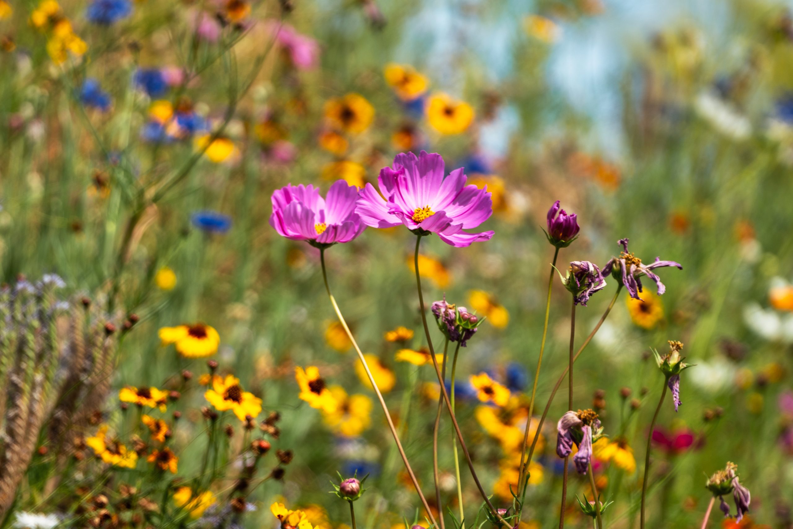 Desert X - Coachella Valley