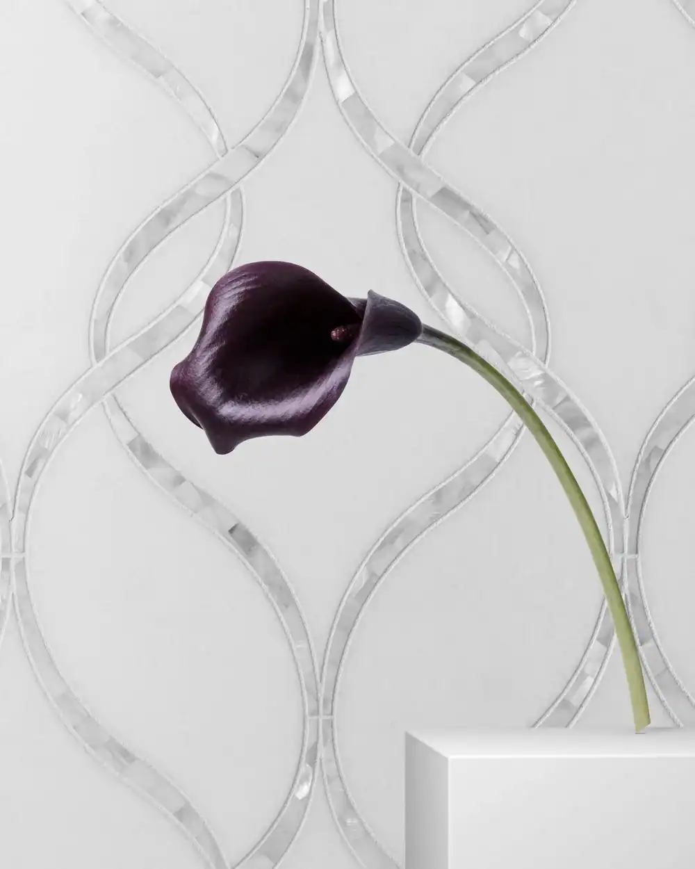Single black calla lily flower on a white background with decorative glass tiles.