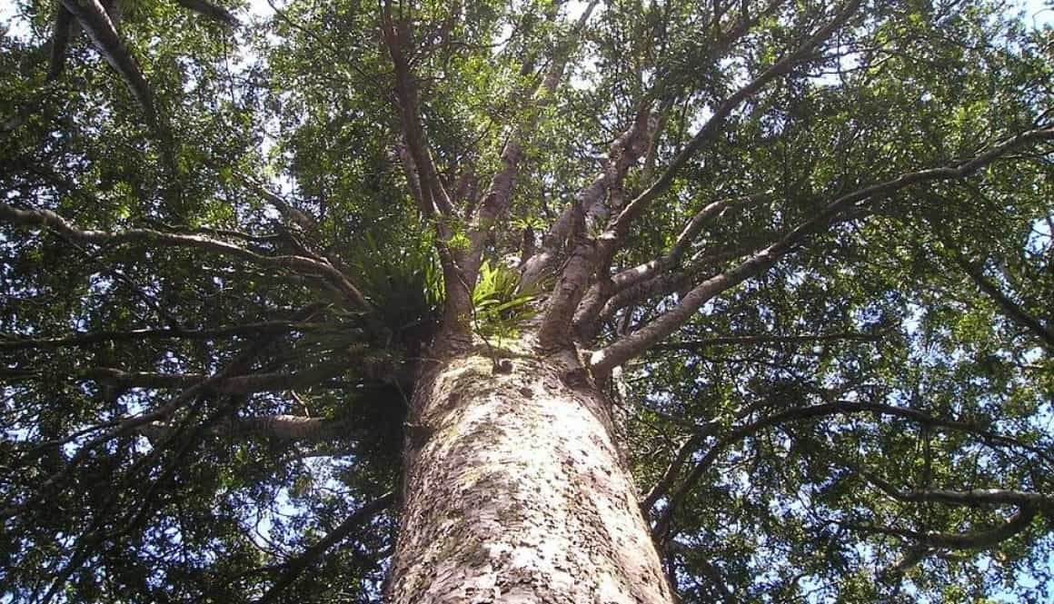 Majestic tree viewed from below at Bell Block School New Zealand.