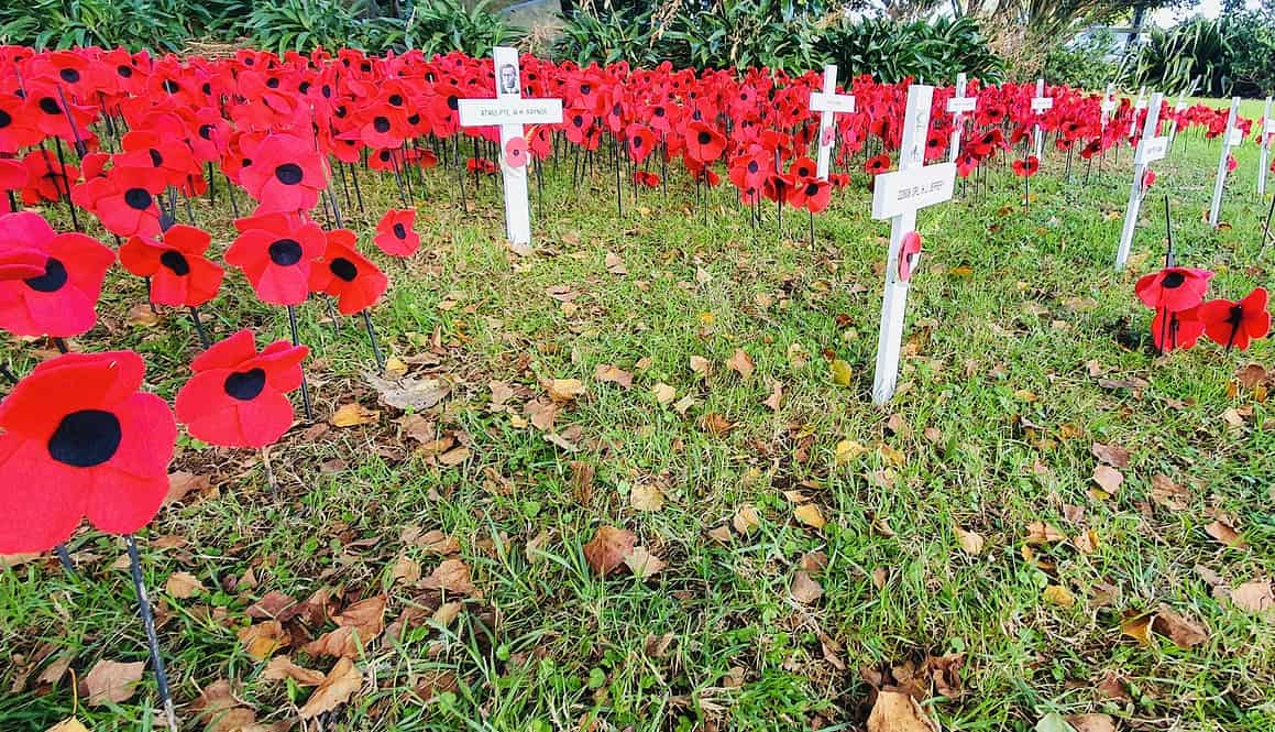 Poppy memorial flowers planted in memory of fallen soldiers at Bell Block School New Zealand.