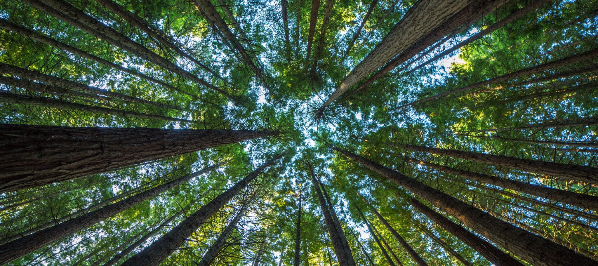 holistic health and healing with balance in nature.
