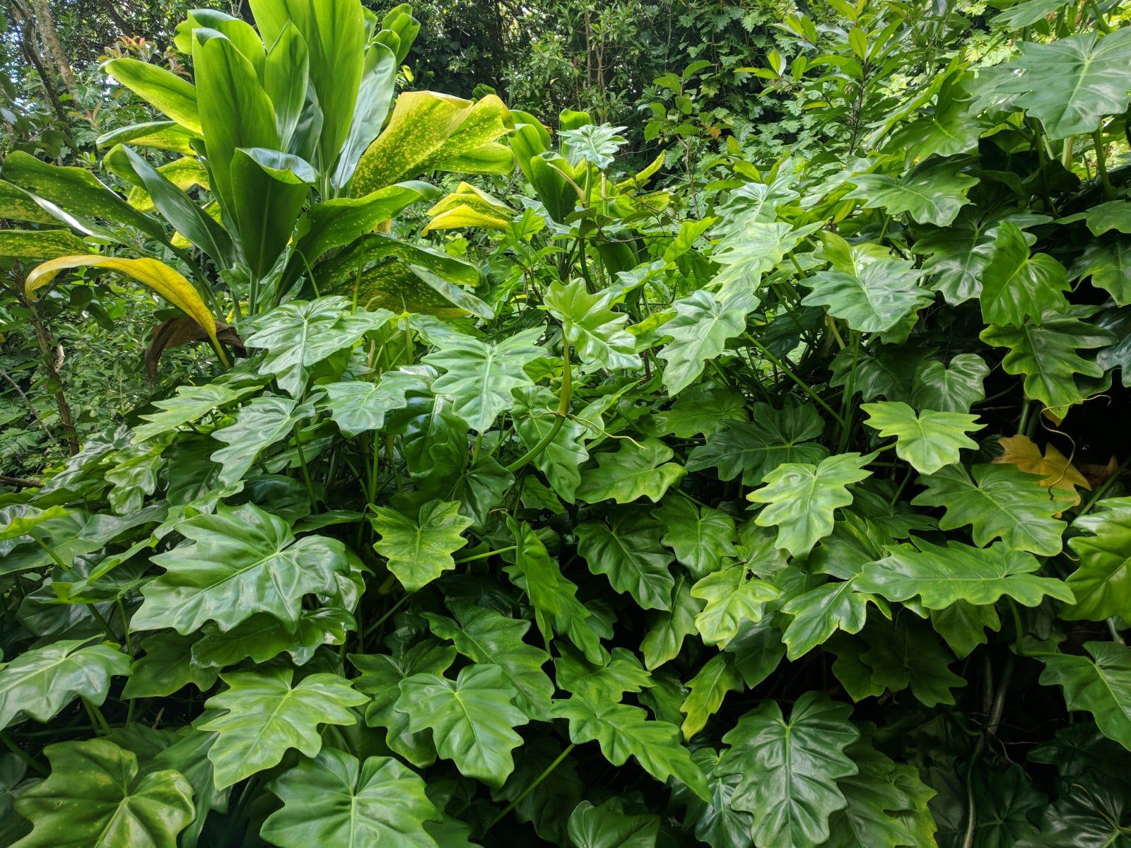 Lush flora at Manoa Falls Hike
